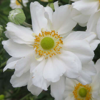 Anemone 'Whirlwind'