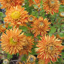 Chrysanthemum indicum 'Raubritter' - Herbstchrysantheme