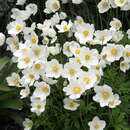 Anemone sylvestris - Waldanemone