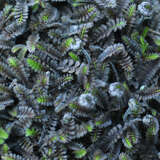 Leptinella squalida 'Platt's Black' - Fiederpolster