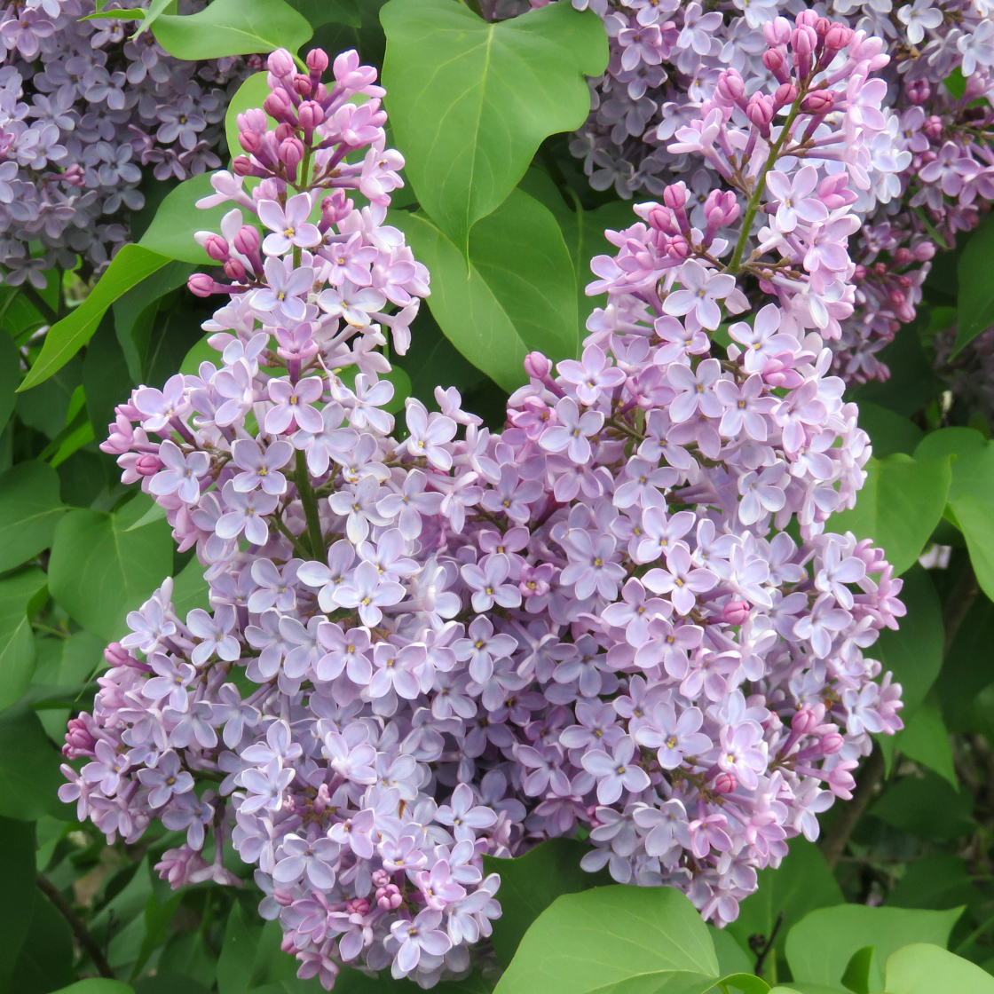 Gewöhnlicher Flieder Syringa vulgaris lila