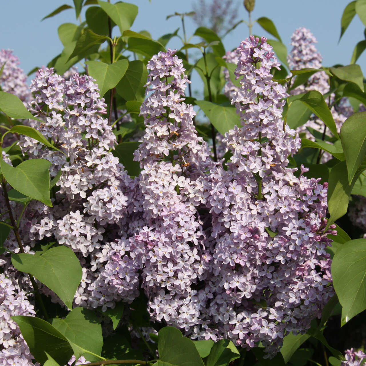 Gew Hnlicher Flieder Syringa Vulgaris Lila