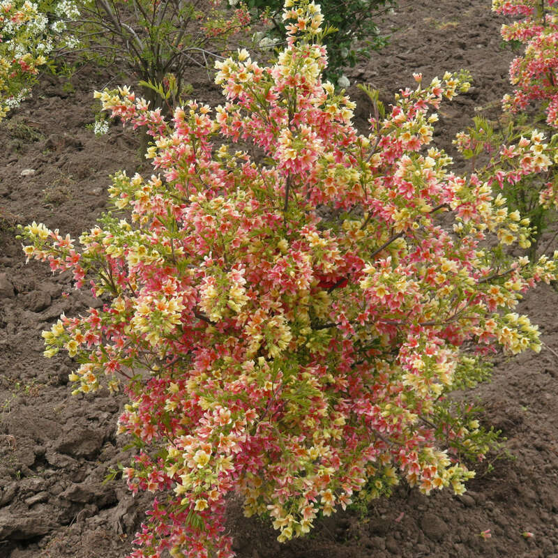 Orangeblühender Gelbhornstrauch Xanthoceras sorbifolium