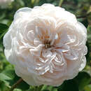 Rose 'The Albrighton Rambler' - Englische Kletterrose
