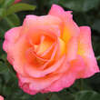 Rose 'Inspiration': Bild 4/5