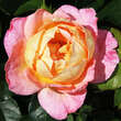 Rose 'Inspiration': Bild 2/5