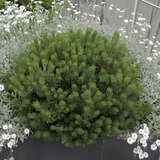 Pinus mugo 'Mini Mops' - Zwerg-Kugellatsche