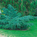 Juniperus virginiana 'Grey Owl' - Virginischer Breitwacholder