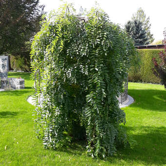 Sophora japonica 'Pendula'