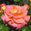 Rose 'Inspiration': Bild 1/5