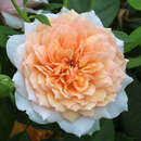 Rose 'Grace' - Englische Strauchrose
