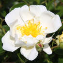 Rose 'Direktor Benschop' - Historische Kletterrose