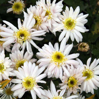 Chrysanthemum kor. 'Edelweiß'