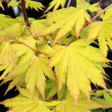 Acer shirasawanum 'Autumn Moon' - Goldblatt-Japanahorn