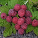 Rubus idaeus 'Glen Ample' - Himbeere