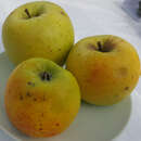 Malus domestica 'Mutsu' - Winterapfel