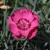 Dianthus gratianopolitanus 'Rotkäppchen' - Pfingstnelke