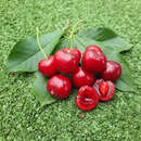 Prunus cerasus 'Schattenmorelle' - Prunus cerasus 'Schattenmorelle'