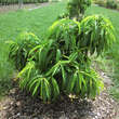 Prunus persica 'Diamond': Bild 11/11