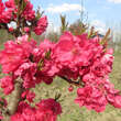 Prunus persica 'Diamond': Bild 4/11