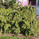 Thuja occidentalis 'Pendula' - Hängethuje