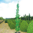 Ginkgo biloba 'Menhir' - Säulen-Ginkgo