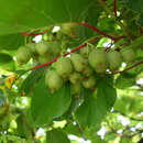 Actinidia arguta 'Fresh Jumbo' - Japanische Honigbeere, Kokuwa (weiblich)