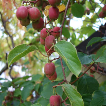Actinidia arguta 'Ken's Red'