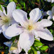 Clematis 'Bellissima': Bild 2/4