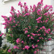 Lagerstroemia 'Petit Pink': Bild 3/3