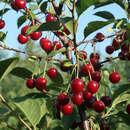 Prunus cerasus Fruchtsorte - Weichsel