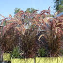 Pennisetum setaceum 'Rubrum' - Lampenputzergras - Nicht winterhart