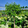 Betula pendula 'Magical Globe': Bild 1/2