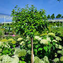 Betula pendula 'Magical Globe' - Kugelbirke