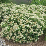 Spiraea japonica 'Albiflora' - Japanspiere