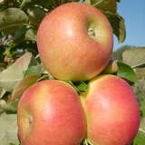 Malus domestica 'Rhapsodie' - Säulenapfel