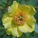 Paeonia lutea - Gelbe Strauchpfingstrose