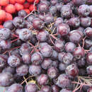 Sorbus 'Likjornaja' - Sibirische Vogelbeere, Frucht-Eberesche