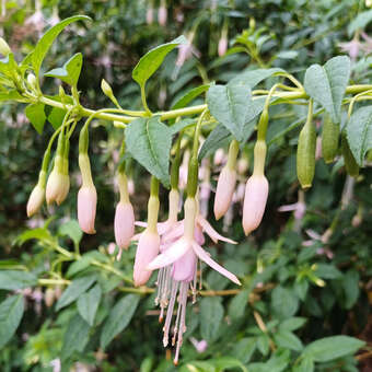 Fuchsia magellanica  'Alba'