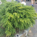 Tsuga canadensis 'Jeddeloh' - Zwerg-Hemlockstanne