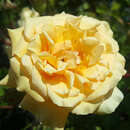 Rose 'Buff Beauty' - Historische Strauchrose