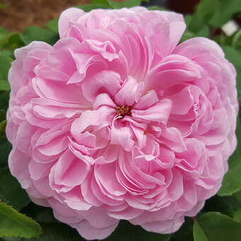 Rose 'Jacques Cartier' (damascena)