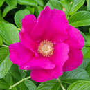 Rosa rugosa - Kartoffelrose, Apfelrose