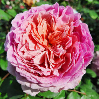 Rose 'Eisvogel'