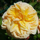 Rose 'Alchymist' - Historische Kletterrose