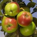 Malus domestica 'Kronprinz Rudolf' - Winterapfel