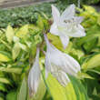 Hosta 'Orange Marmelade': Bild 3/7