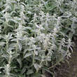 Stachys byzantina 'Silberteppich': Bild 6/6