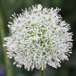 Allium 'Mount Everest': Bild 4/5