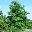 Liquidambar styraciflua - Amberbaum